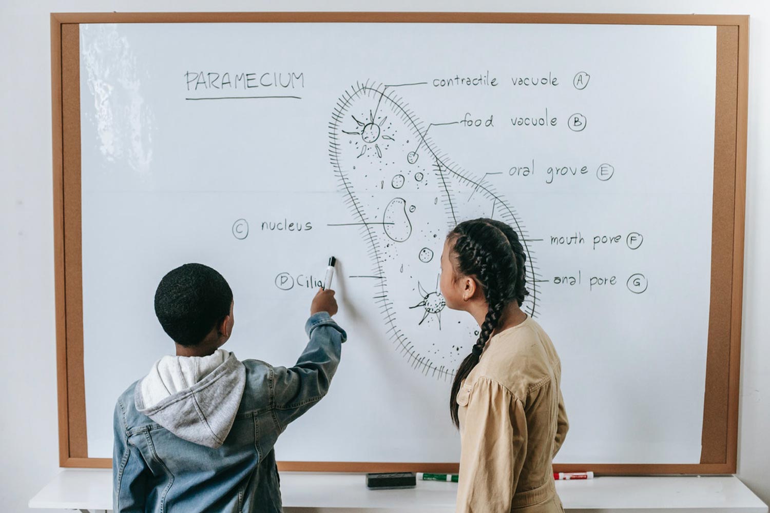 Students Learning Biology